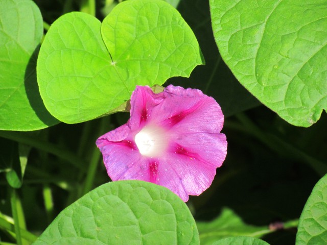 Ipomoea purpurea CopenhagenBGIpomoeaPurpureaFlower.JPG