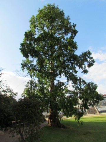 Metasequoia glyptostroboides CopenhagenBGMetasequoiaGlyptostroboides.JPG