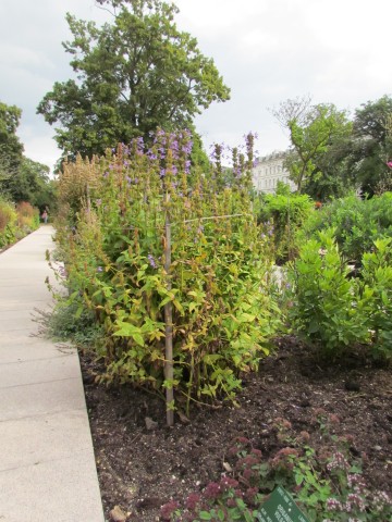 Nepeta sibirica CopenhagenBGNepetaSibiria.JPG