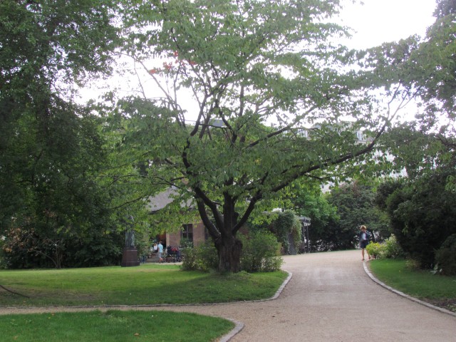 Prunus serrulata CopenhagenBGPurnusSerrulataShade.JPG