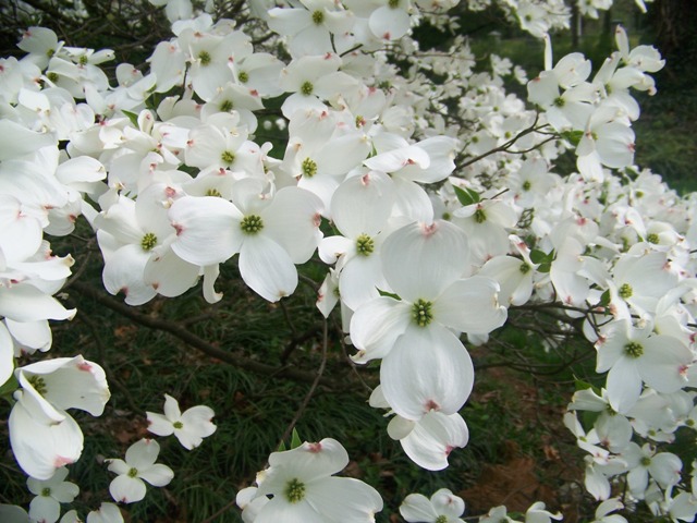 Picture of Cornus florida 'Grovflor' Spring Grove� Spring Grove Flowering Dogwood