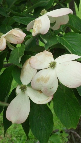 Cornus kousa CornusKousaMargaretFrancinePenningtonMemorialTreeFlower2.jpg