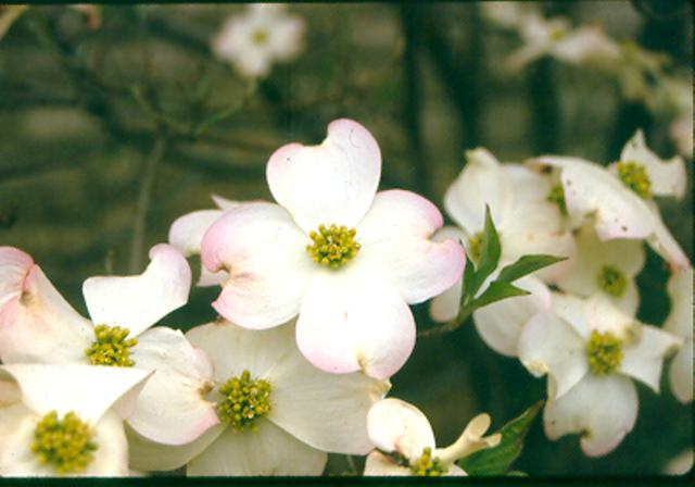 Picture of Cornus florida 'Cloud Nine' Cloud Nine Flowering Dogwood