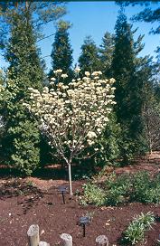 Picture of Cornus florida 'Cloud Nine' Cloud Nine Flowering Dogwood