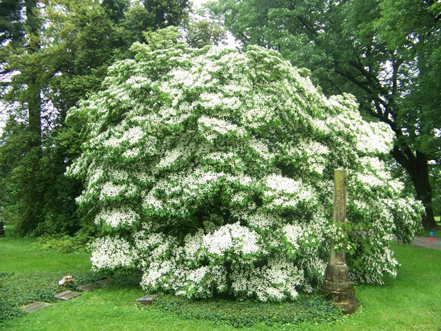 Cornus kousa Cornuskousamilkyway.jpg