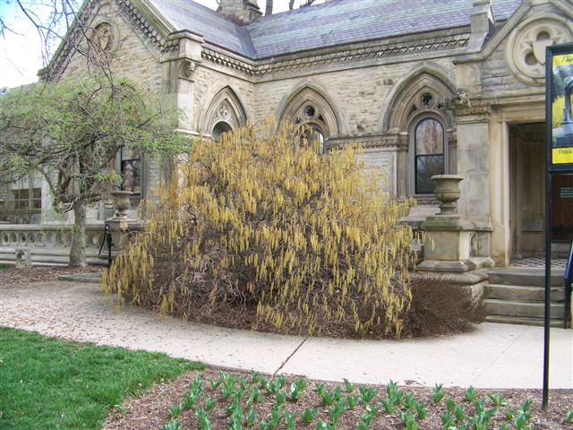 Picture of Corylus avellana 'Contorta' Contorted Filbert