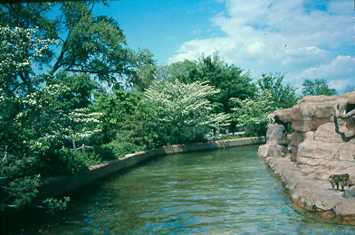 Picture of Crataegus viridis 'Winter King' Winter King Hawthorn