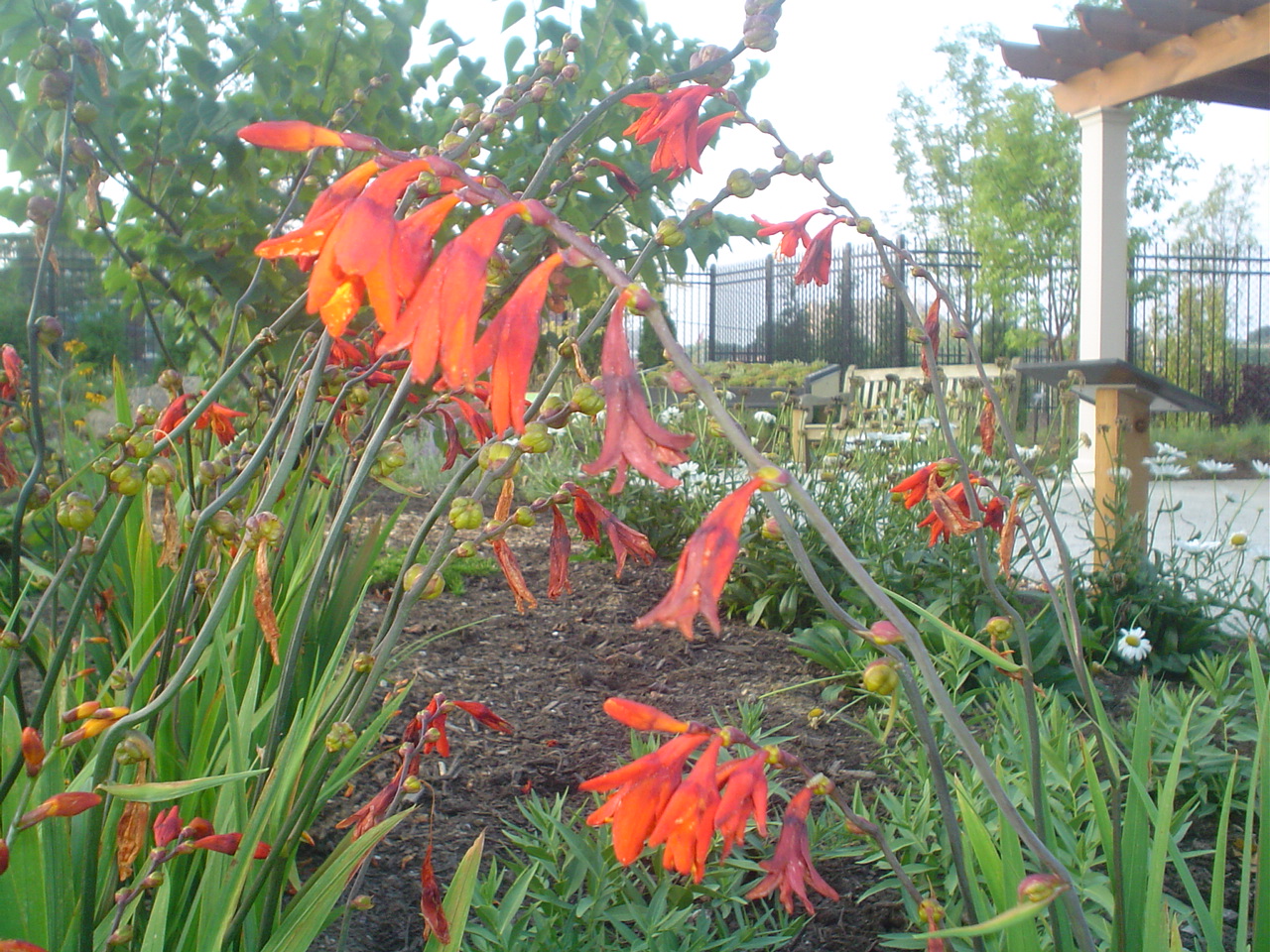 Picture of Crocosmia crocosmiiflora 'Emily McKenzie' Emily McKenzie Montbretia