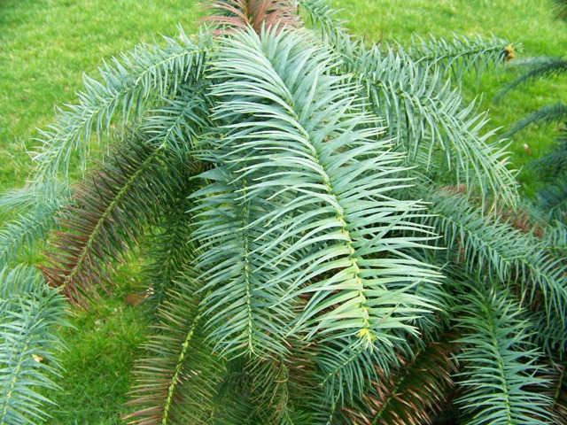 Picture of Cunninghamia lanceolata 'Glauca' Blue Chinafir
