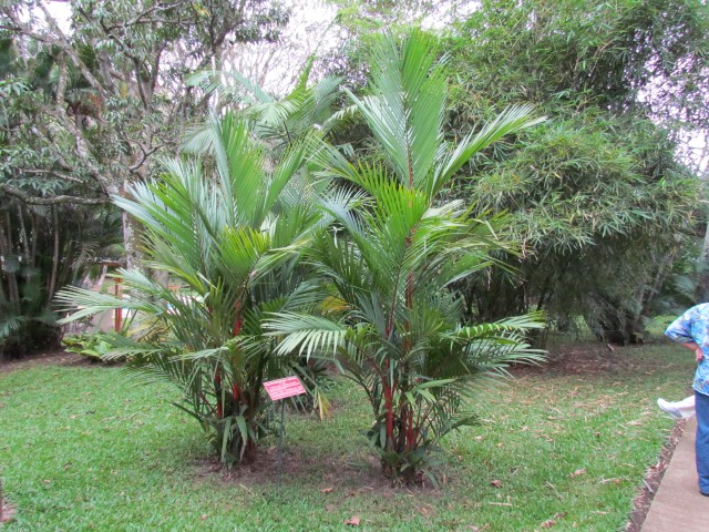 Cyrtostachys renda CyrtostachysRendaLipstickPalm.JPG