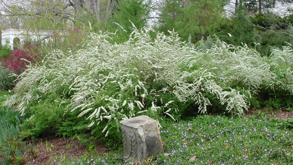 Spiraea x cinerea DSCN3183.jpg