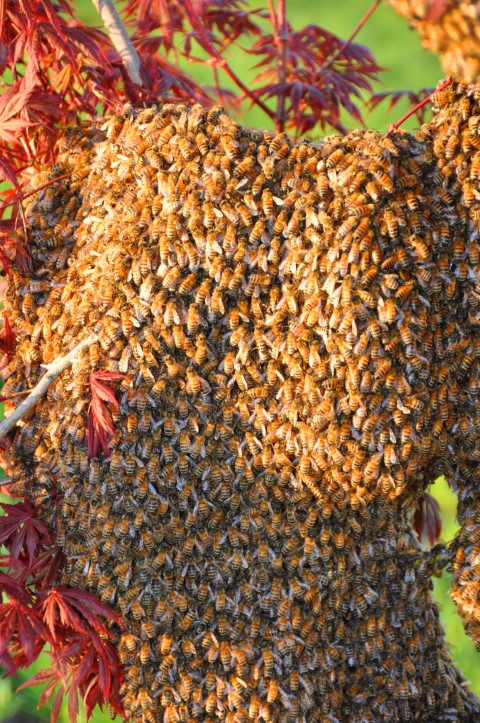 Acer japonicum DSC_081211.jpg