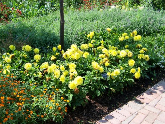 Picture of Dahlia  'XXL Durango'  XXL Durango Dahlia