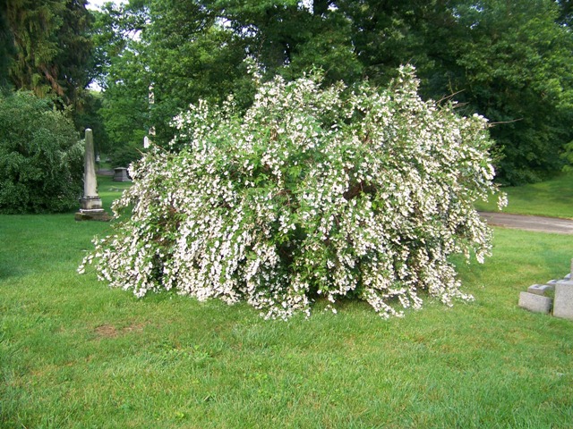 Deutzia scabra DeutziaGodsallPink.JPG