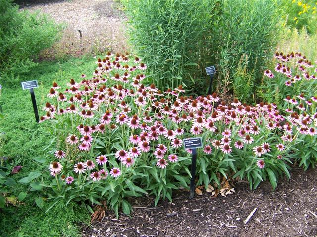 Picture of Echinacea  'Pixie Meadowbrite'� Pixie Meadowbrite