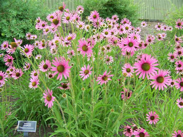 Picture of Echinacea tennesseensis 'Rocky Top' Rocky Top Coneflower