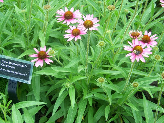 Picture of Echinacea  'Pixie Meadowbrite'� Pixie Meadowbrite