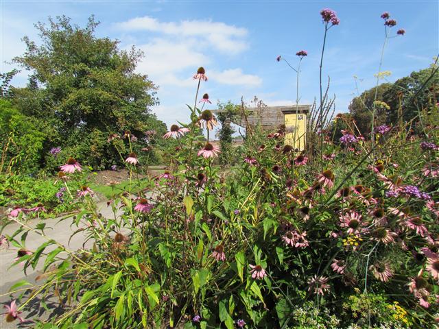 Echinacea purpurea EcinaceaKew.JPG
