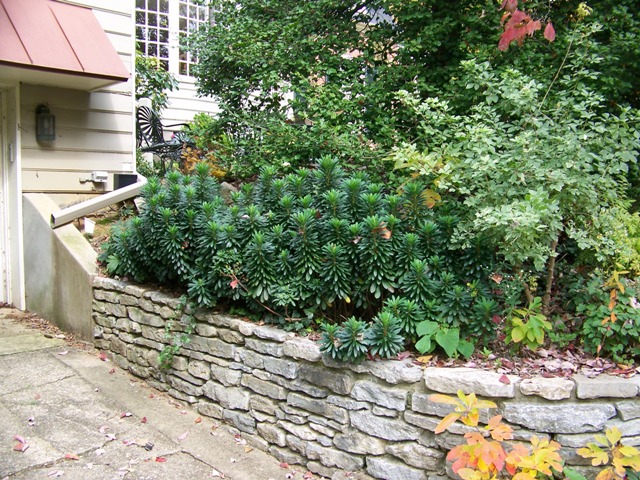 Picture of Euphorbia amygdaloides var. robbiae  Robb's Wood Spurge