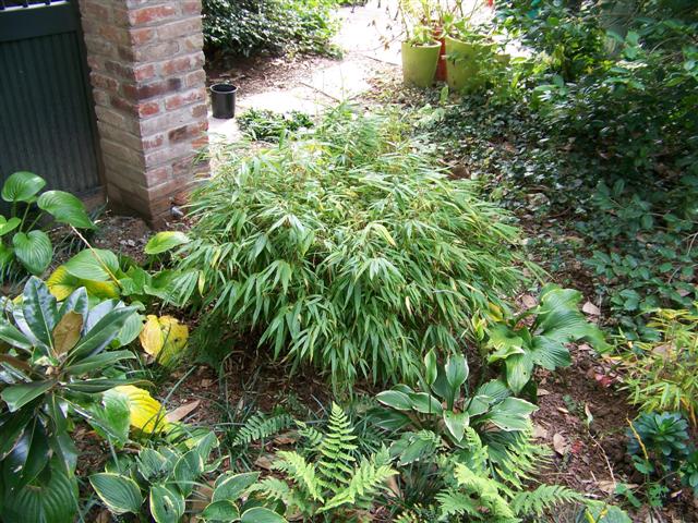 Picture of Fargesia rufa 'Green Panda'� Green Panda Bamboo