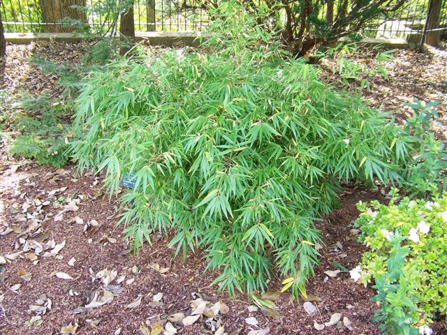Picture of Fargesia rufa 'Green Panda'� Green Panda Bamboo
