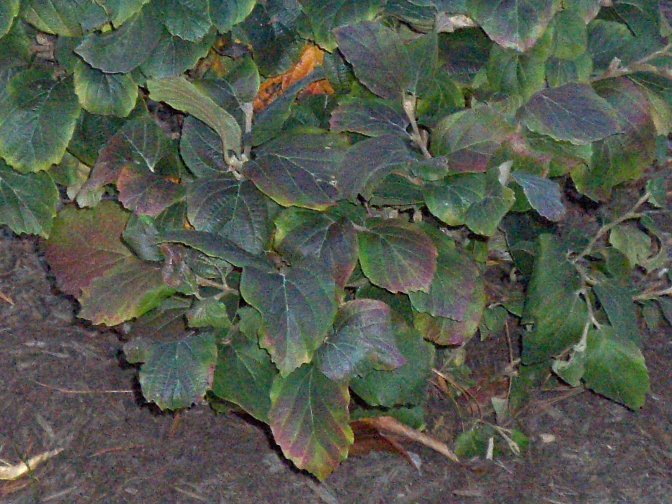 Fothergilla gardenii Fothergilla_2.JPG
