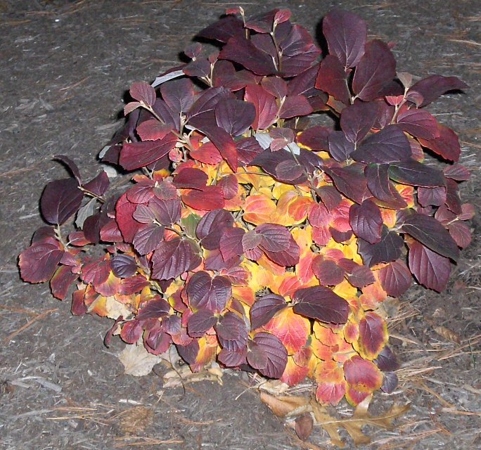 Fothergilla gardenii Fothergilla_3.JPG