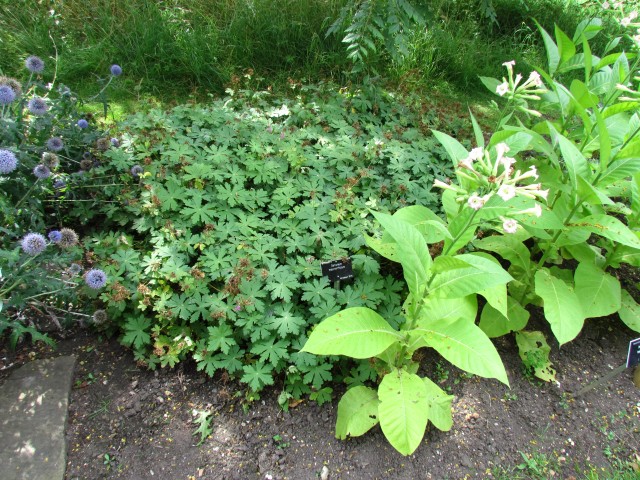 Geranium macrorhizum GeraniumMacrorrhizumCUBG.JPG