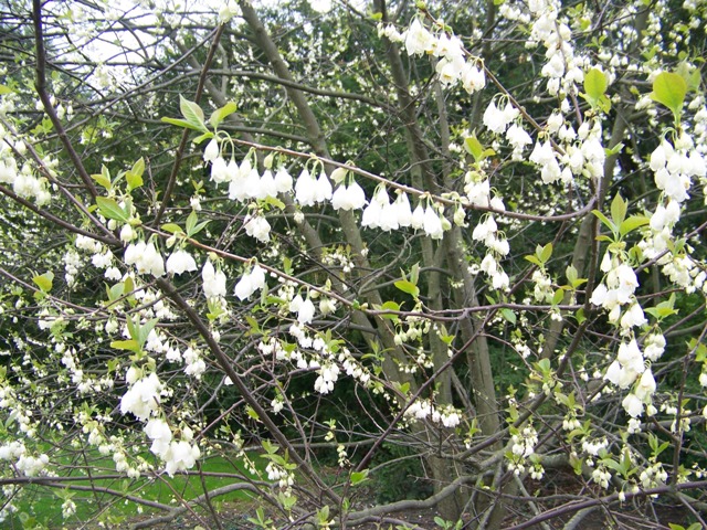Picture of Halesia carolina  Carolina Silverbell
