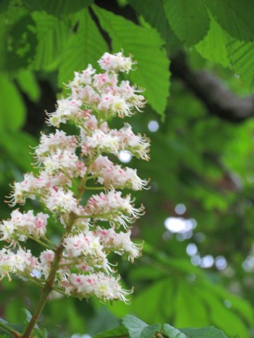Aesculus hippocastanum HalifaxAescululsHippocostanumFlower2.JPG