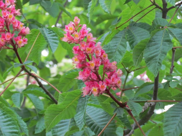 Aesculus x carnea HalifaxAesculusCarneaFlower2.JPG