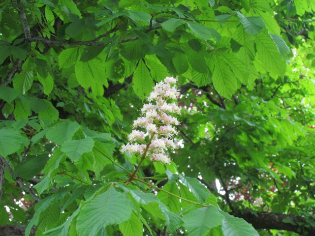 Aesculus hippocastanum HalifaxAesculusHippocostanumFlower1.JPG
