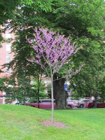 Cercis canadensis HalifaxCercisCanadensis.JPG