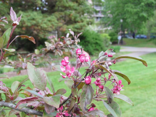 Malus profusion HalifaxMalusProfusionFlower.JPG