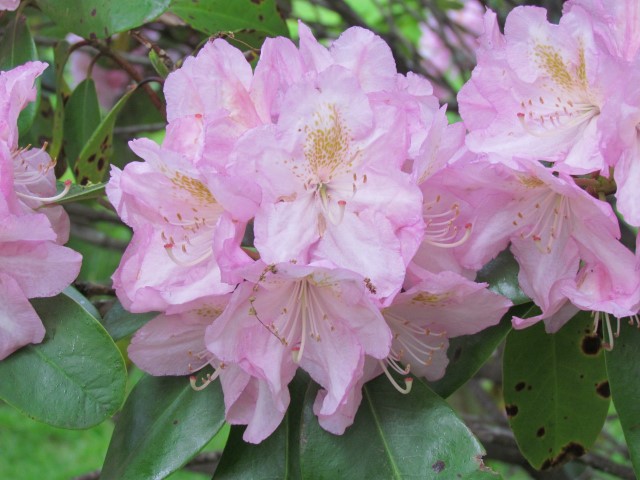 Rhododendron x scintillation HalifaxRhododendronDexterFlower2.JPG