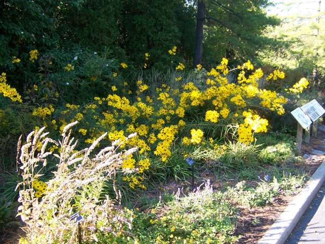 Picture of Helianthus angustifolius 'Gold Lace' Gold Lace Swamp Flower