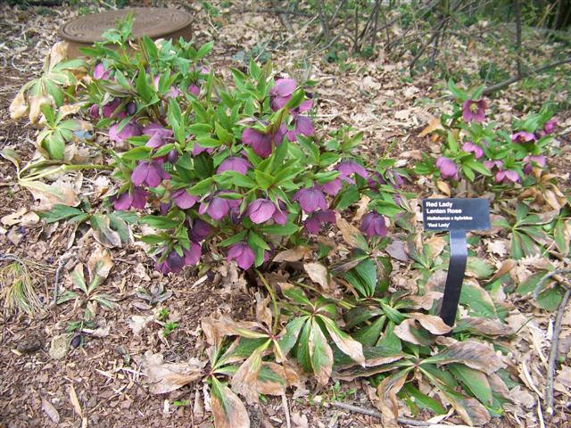 Picture of Helleborus x hybridus 'Red Lady' Red Lady Lenten Rose