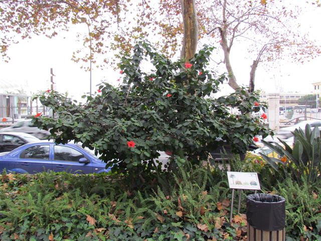 Hibiscus rosa-sinensis HibiscusRosaSinensisPlantMalaga.JPG