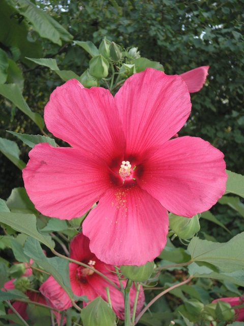 Hibiscus x Hibiscusflower.JPG