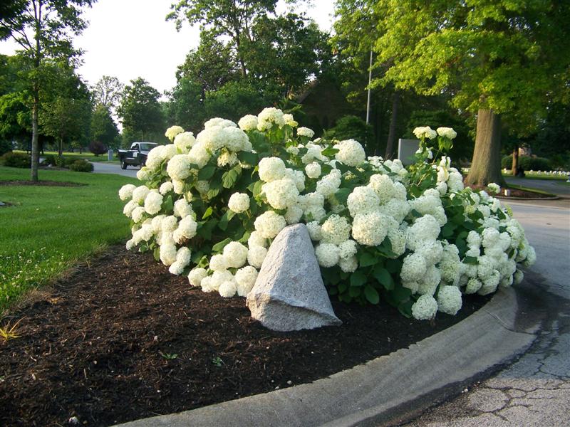 Picture of Hydrangea arborescens 'Annabelle' Annabelle Hydrangea
