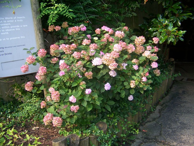 Hydrangea macrophylla HydrangeamacrophyllaGlowingEmbers.JPG
