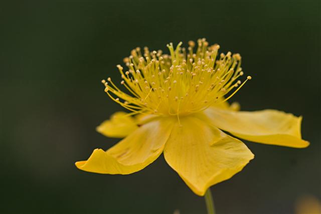 Picture of Hypericum frondosum 'Sunburst' Sunburst St. John's Wort