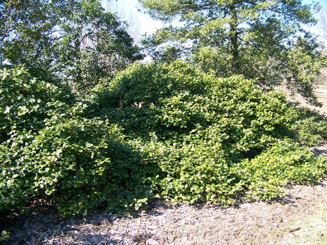 Ilex opaca IlexopacaMarylandDwarf.JPG