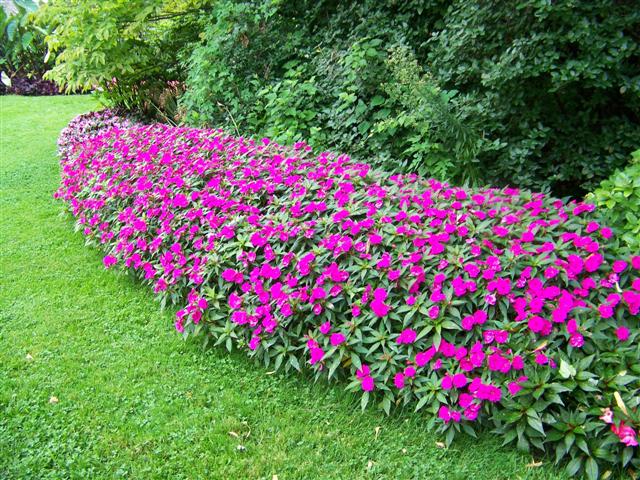 Picture of Impatiens  'Fanfare� Fuchsia Trailing' Fanfare� Fuchsia Trailing Impatiens