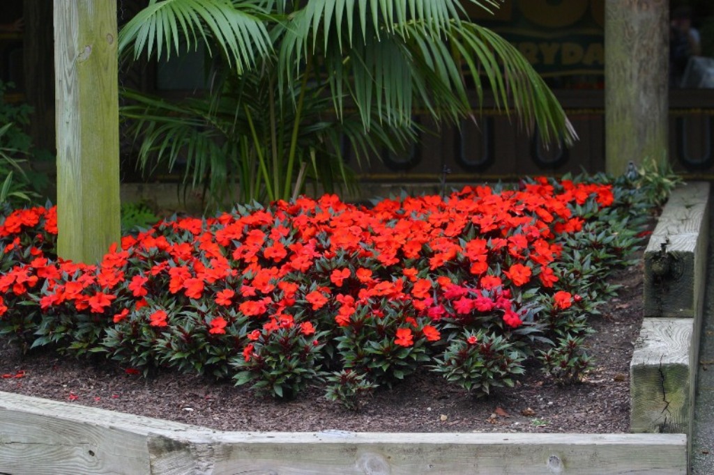 Picture of Impatiens hawkeri 'Infinity� Orange' Infinity� Orange New Guinea Impatiens