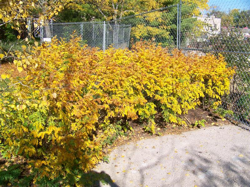 Picture of Indigofera kirilowii  Kirilow Indigo