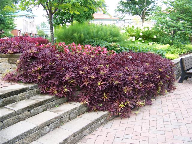 Picture of Ipomoea  'Illusion� Garnet Lace' Illusion� Garnet Lace Sweet Potato Vine