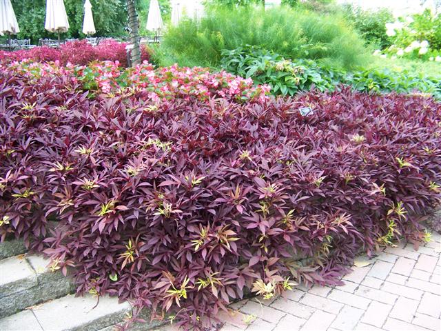 Picture of Ipomoea  'Illusion� Garnet Lace' Illusion� Garnet Lace Sweet Potato Vine