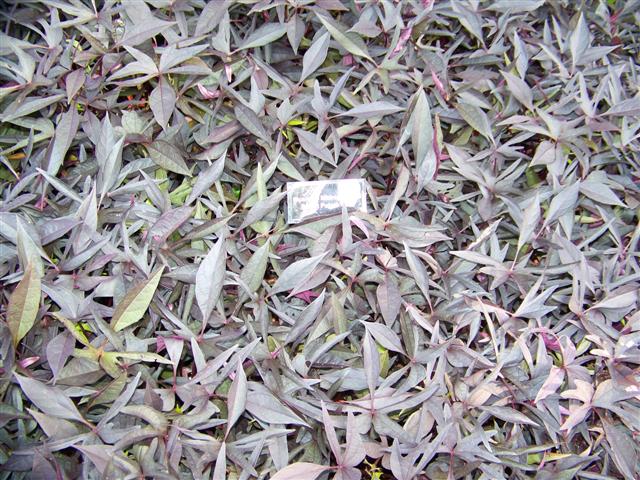 Picture of Ipomoea  Illusion� Midnight Lace Illusion� Midnight Lace Sweet Potato Vine