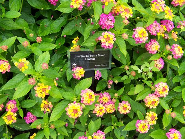 Picture of Lantana  Luscious� Berry Blend� Luscious� Berry Blend� Lantana